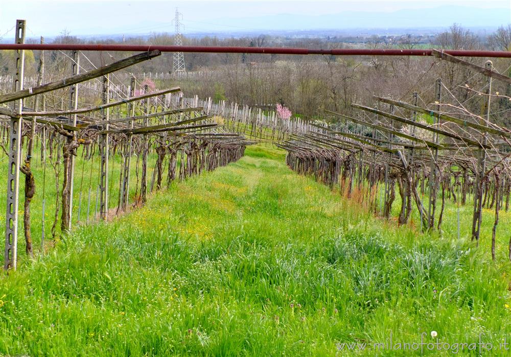 Miradolo Terme (Pavia) - Campi coltivati a vigne